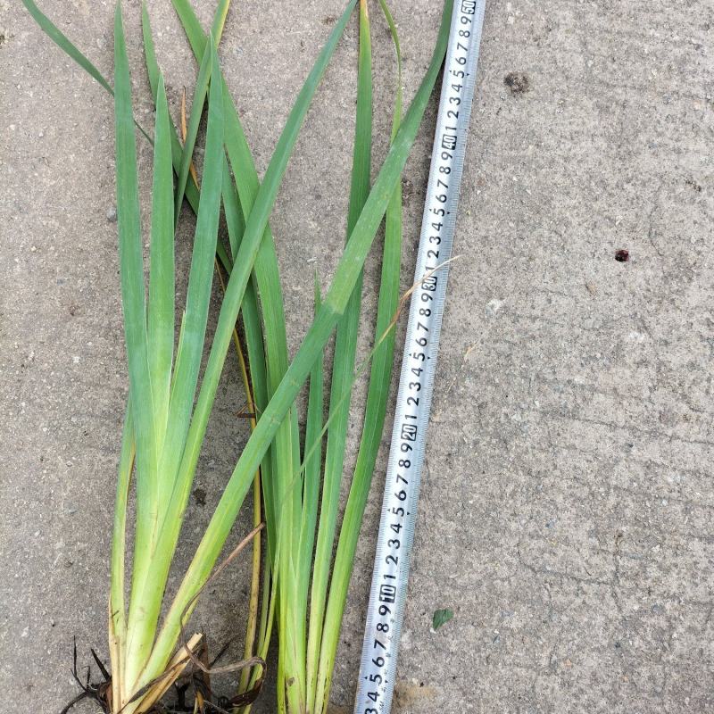 广东水生植物基地黄菖蒲大量供应，基地直发，欢迎下单！