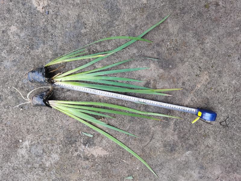 广东水生植物基地黄菖蒲大量供应，基地直发，欢迎下单！