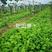 果园绿肥肥田萝卜种子肥力营养增肥土壤不挑土