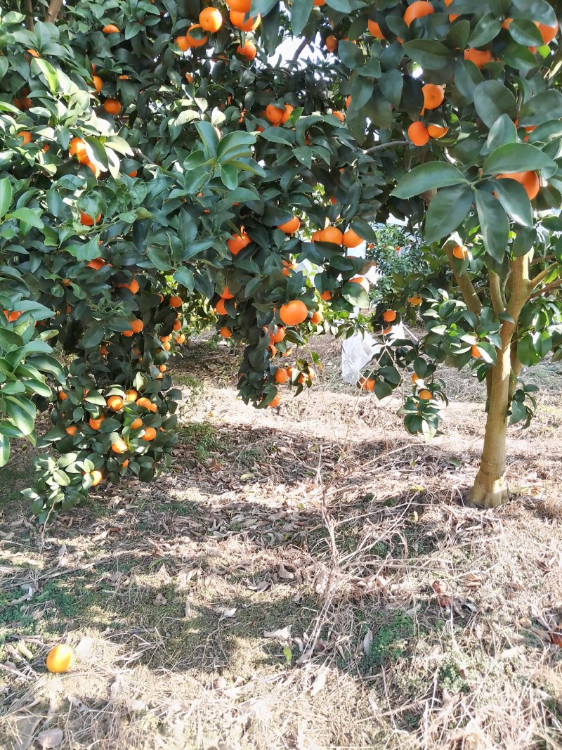 广西沙糖桔，大量上市中，欢迎大家左一亩田跟我做生意，产地