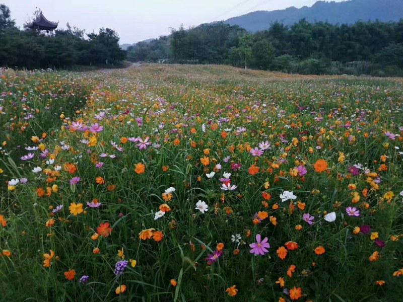 野花组合种子由多种花种组成花色多样花期长应用公园路边绿化