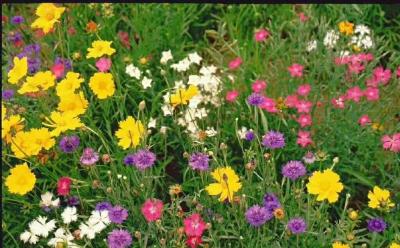 野花组合种子由多种花种组成花色多样花期长应用公园路边绿化