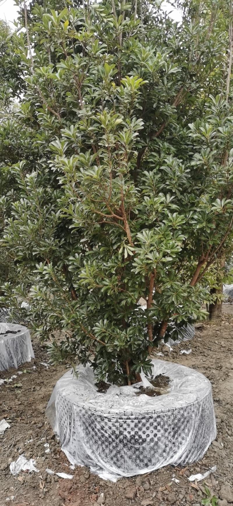杨梅树自家苗圃基地直销，一棵也是批发价欢迎选购