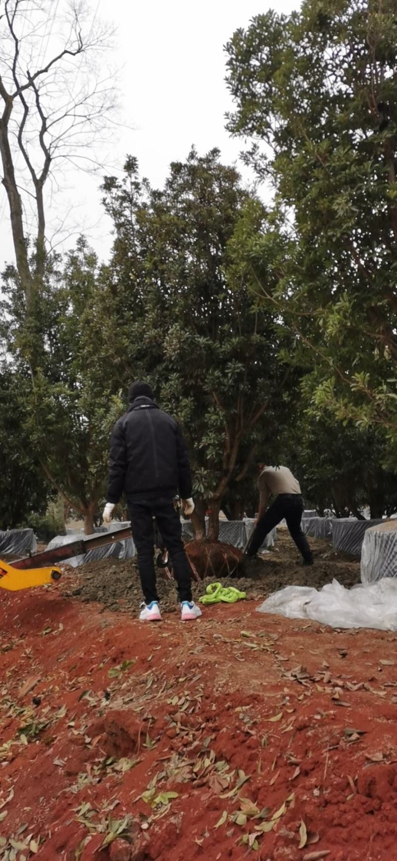 杨梅树自家苗圃基地直销，一棵也是批发价欢迎选购
