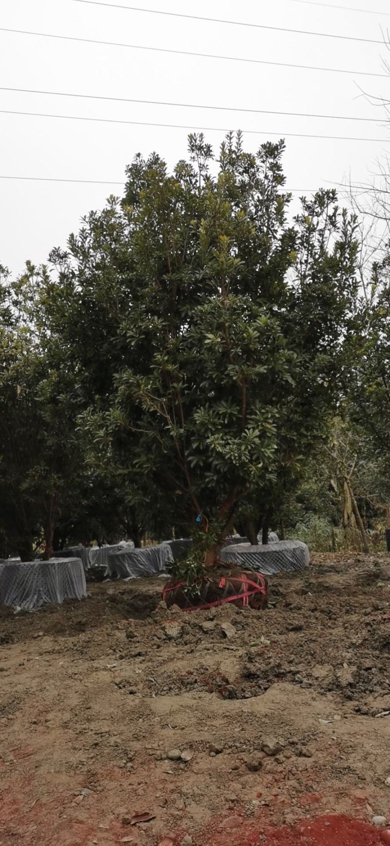 杨梅树自家苗圃基地直销，一棵也是批发价欢迎选购
