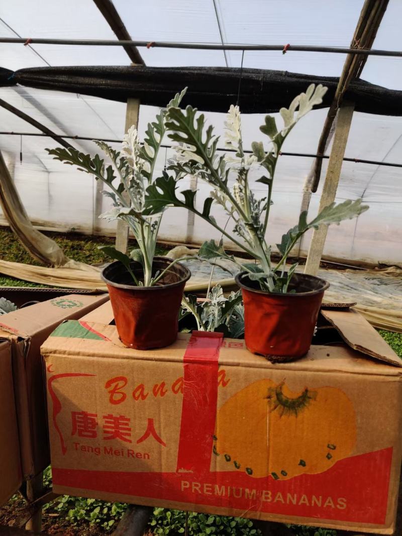 精品银叶菊大量上市，基地直发直销欢迎各位老板致电洽谈