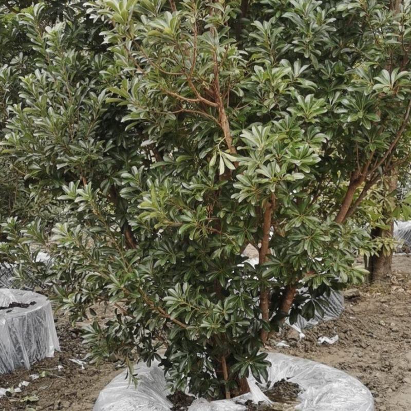 杨梅树自家苗圃基地直销，一棵也是批发价欢迎选购