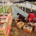 精品银叶菊大量上市，基地直发直销欢迎各位老板致电洽谈