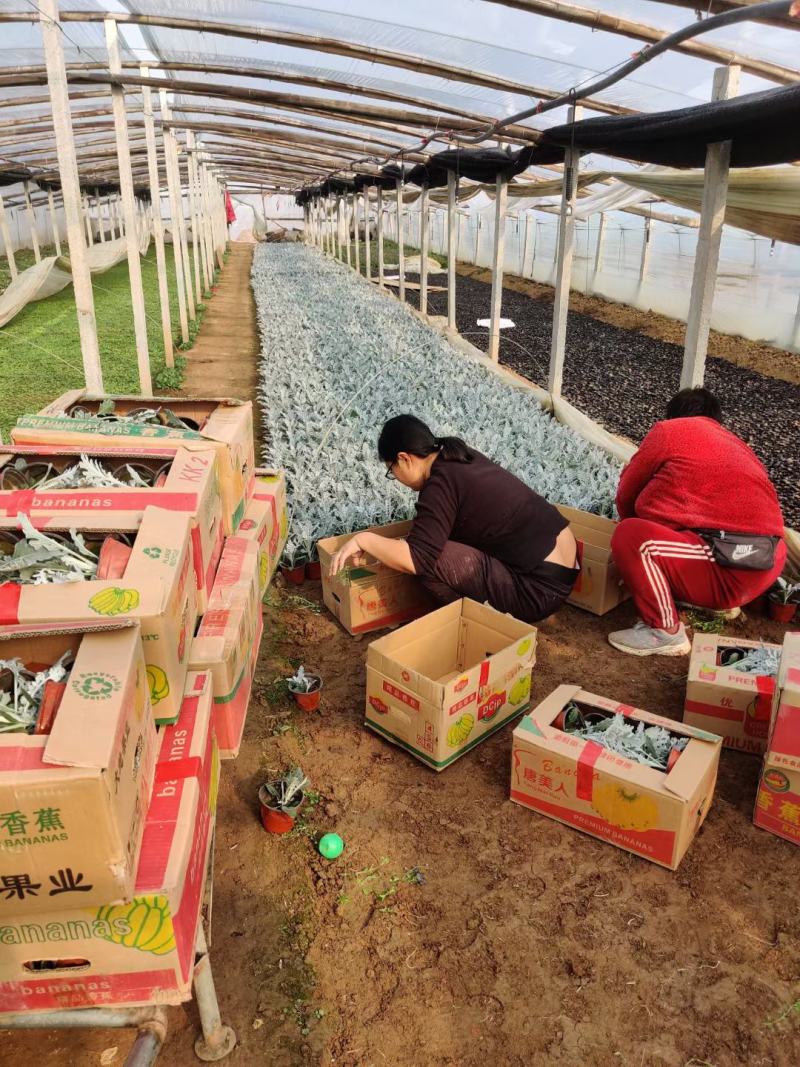 精品银叶菊大量上市，基地直发直销欢迎各位老板致电洽谈