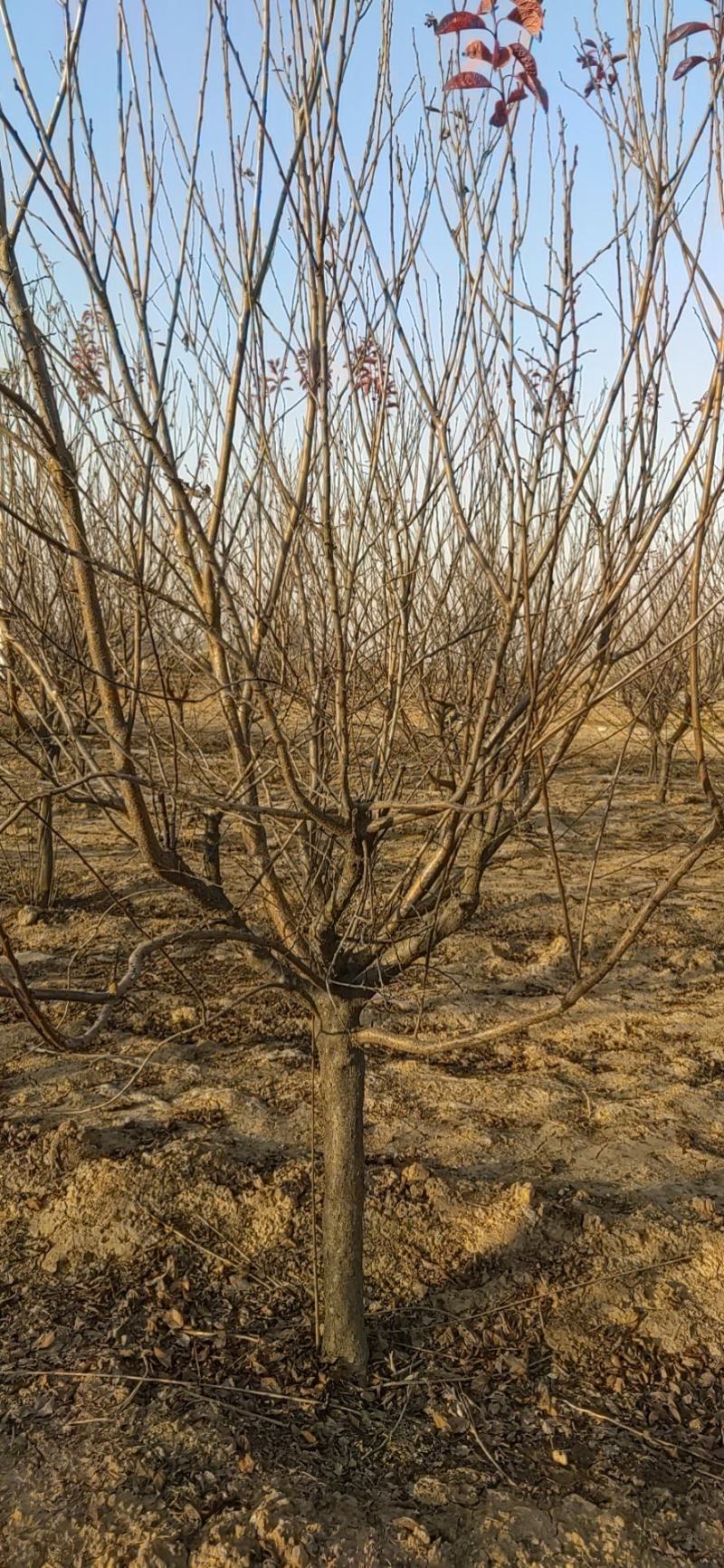 红叶李、太阳李量大邯郸广平