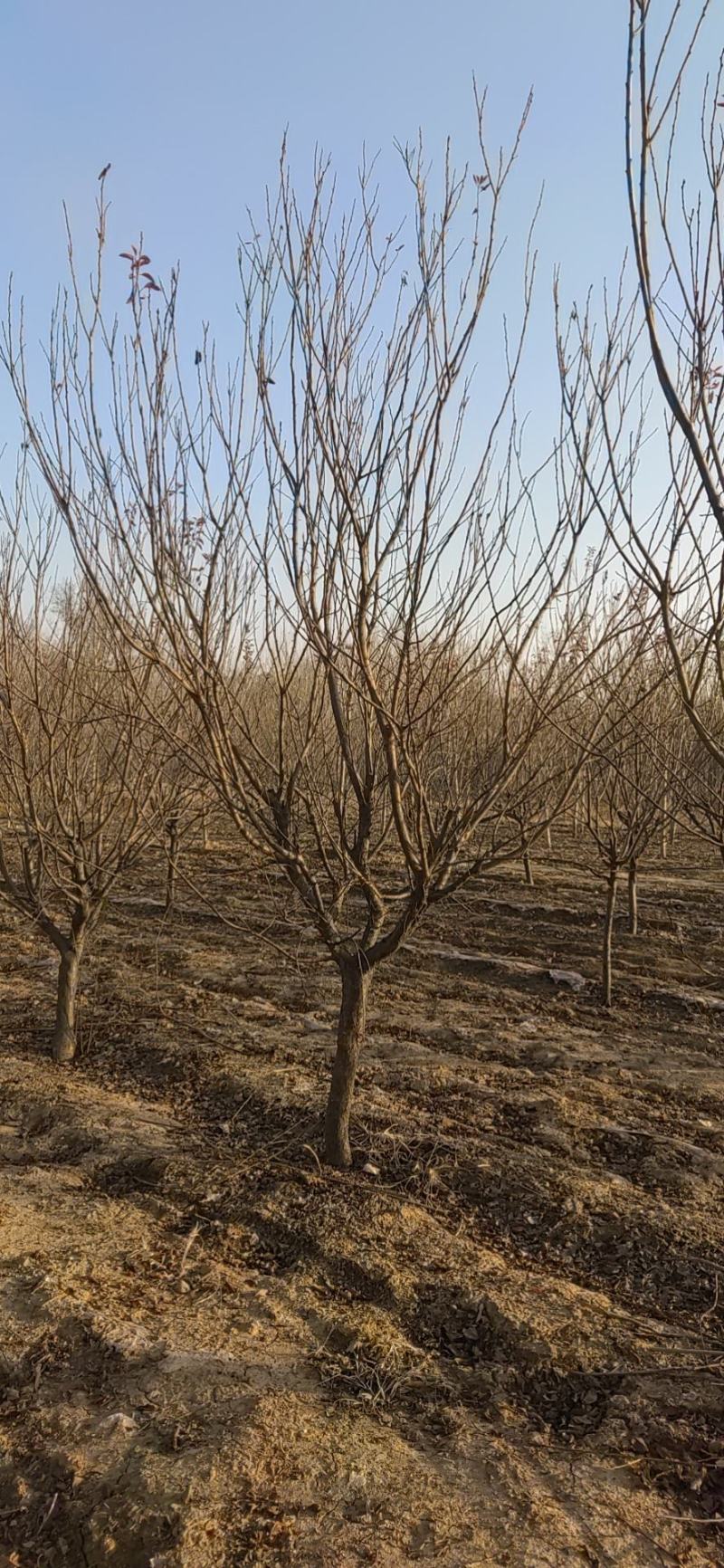红叶李、太阳李量大邯郸广平
