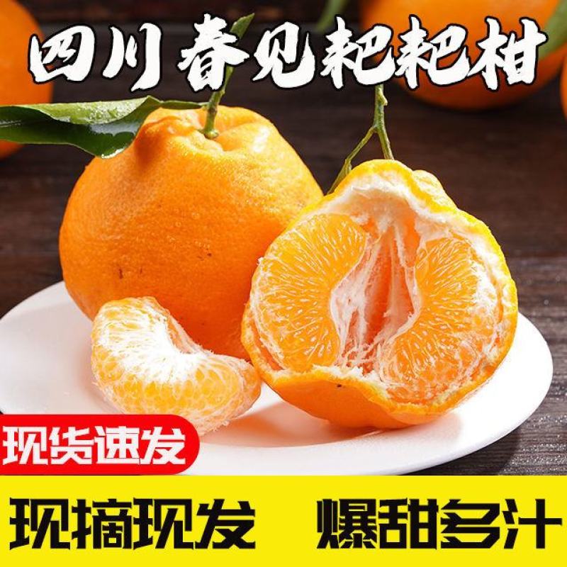 春见耙耙柑，爱媛！丑柑四川眉山耙耙柑量大从优基地直供