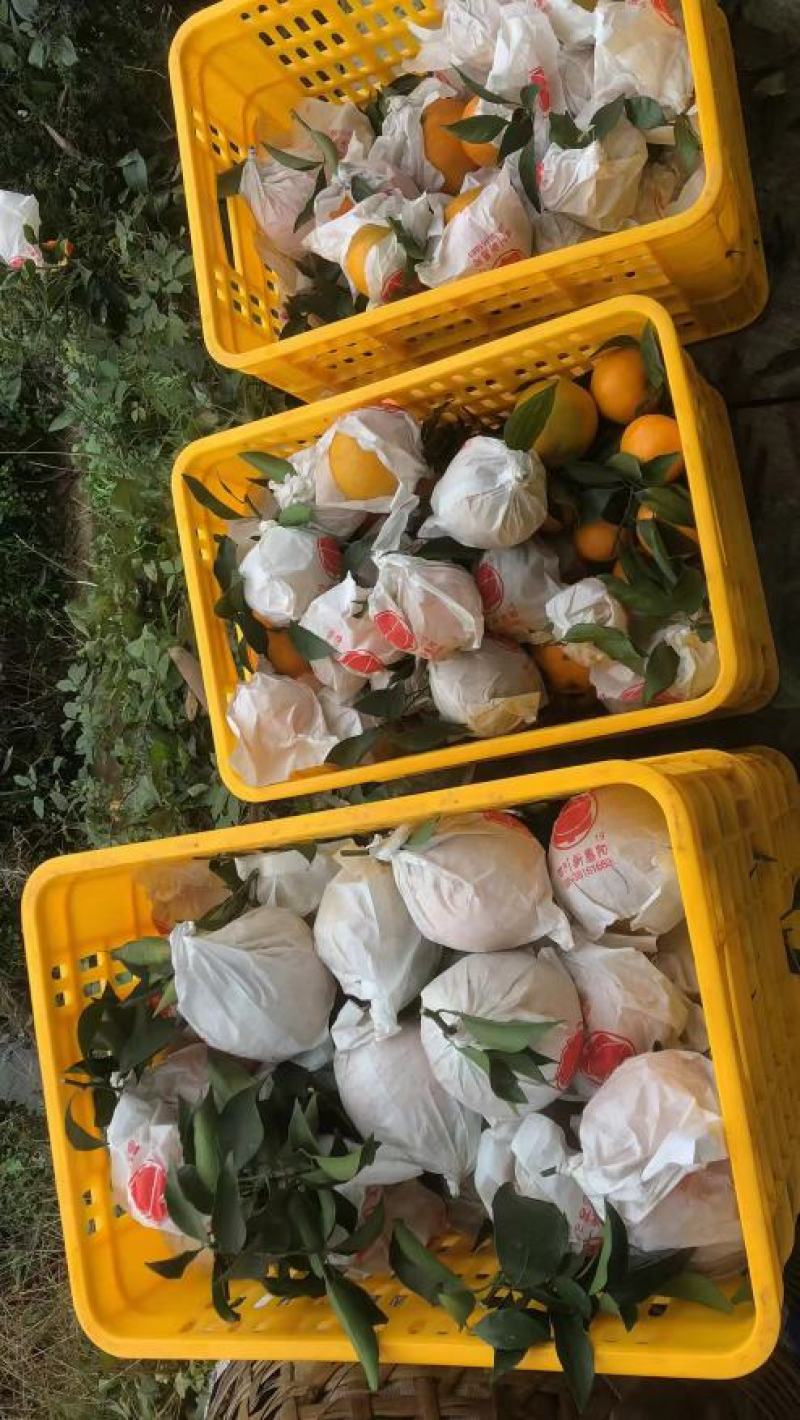 春见耙耙柑，爱媛！丑柑四川眉山耙耙柑量大从优基地直供