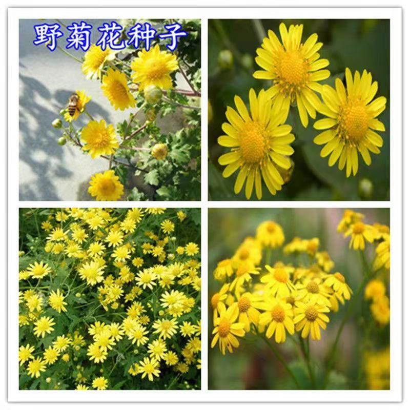 野菊花种子可药用泡茶喝山坡公园绿化花卉植物盆栽四季种子