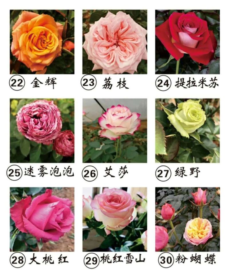玫瑰苗10棵起9.8包邮发货卡罗拉等玫瑰苗盆景绿化