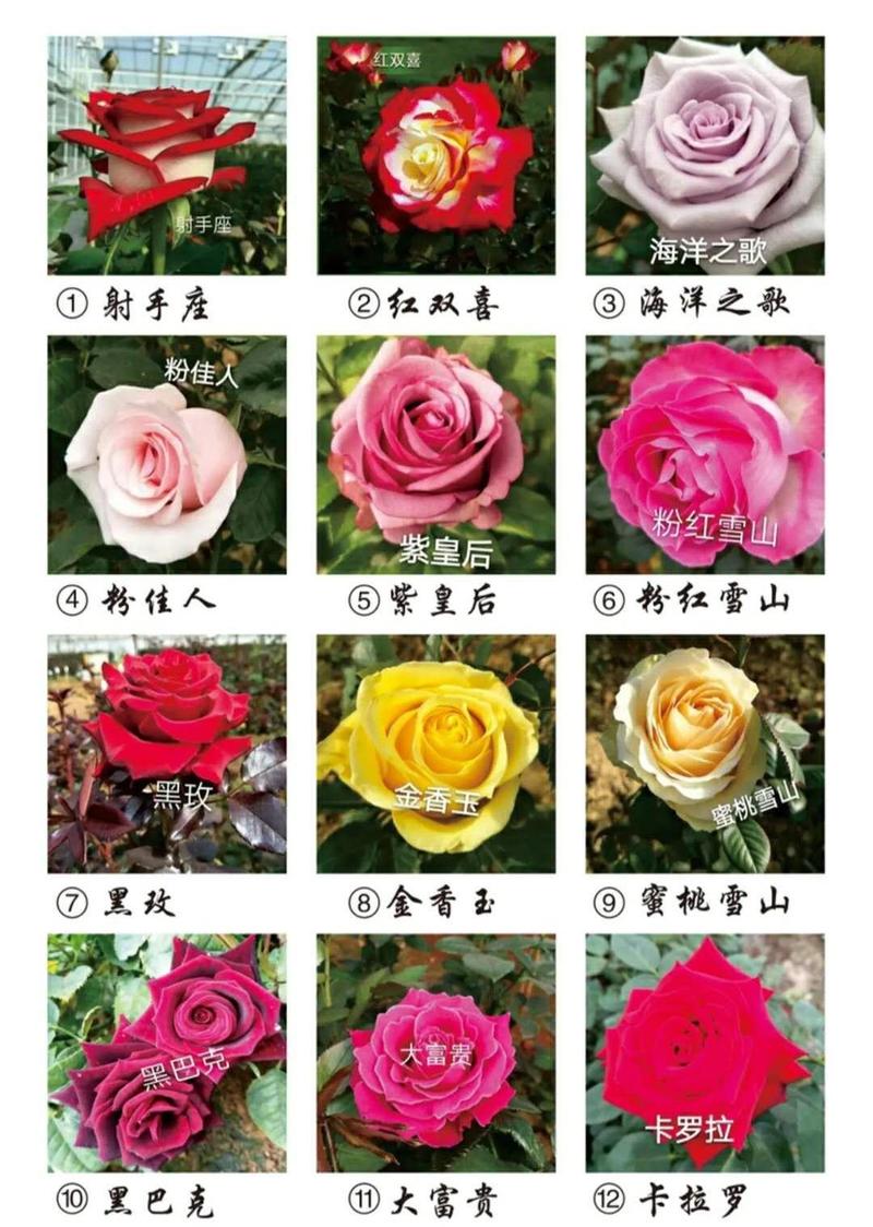 玫瑰苗10棵起9.8包邮发货卡罗拉等玫瑰苗盆景绿化