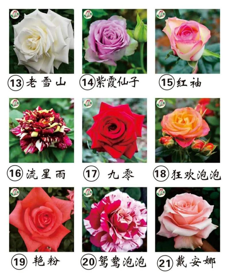玫瑰苗10棵起9.8包邮发货卡罗拉等玫瑰苗盆景绿化