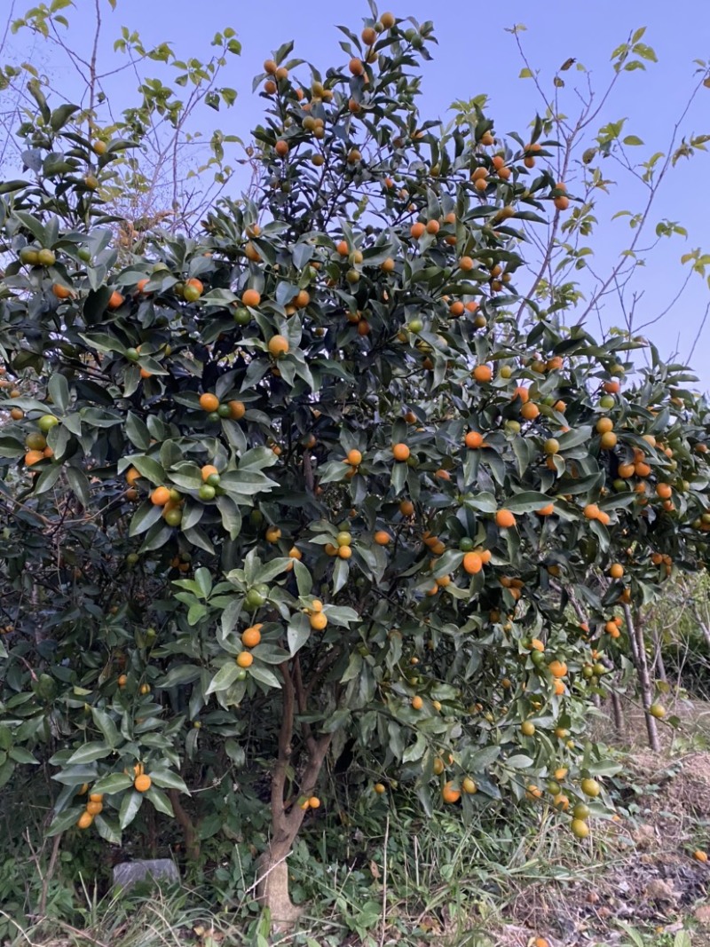 嫁接金桔树苗大苗杯苗金钱橘果苗大果脆皮清甜爽口盆栽