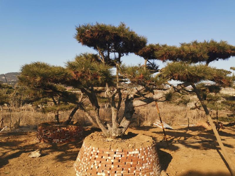 造型油松造型黑松各种园林绿化景观松迎客松
