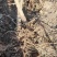 杏树苗，丰园红杏、凯特、金太阳，早金燕基地培育，现挖现发