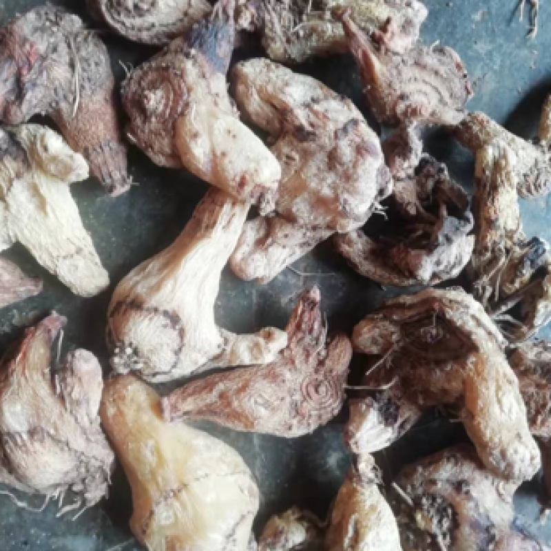 紫花三叉白及