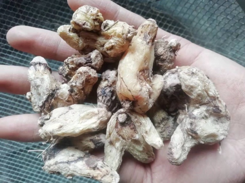 紫花三叉白及