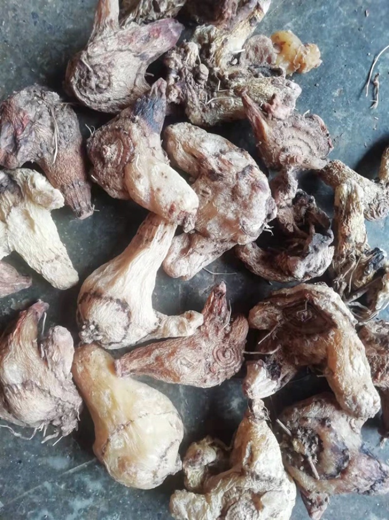 紫花三叉白及