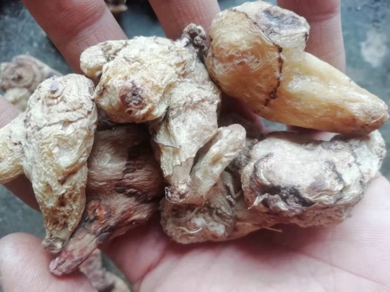 紫花三叉白及