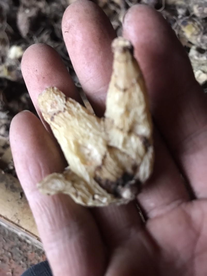 紫花三叉白及