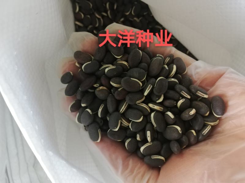 葛藤护坡种子护坡草籽百花银背藤野葛巩固沙土边坡绿化园林