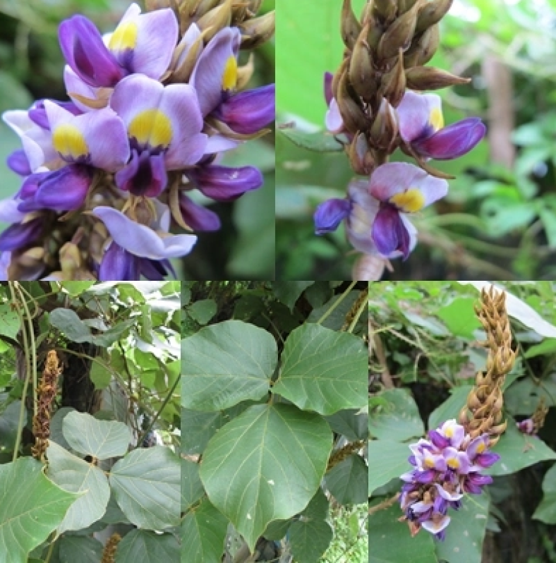 葛藤护坡种子护坡草籽百花银背藤野葛巩固沙土边坡绿化园林