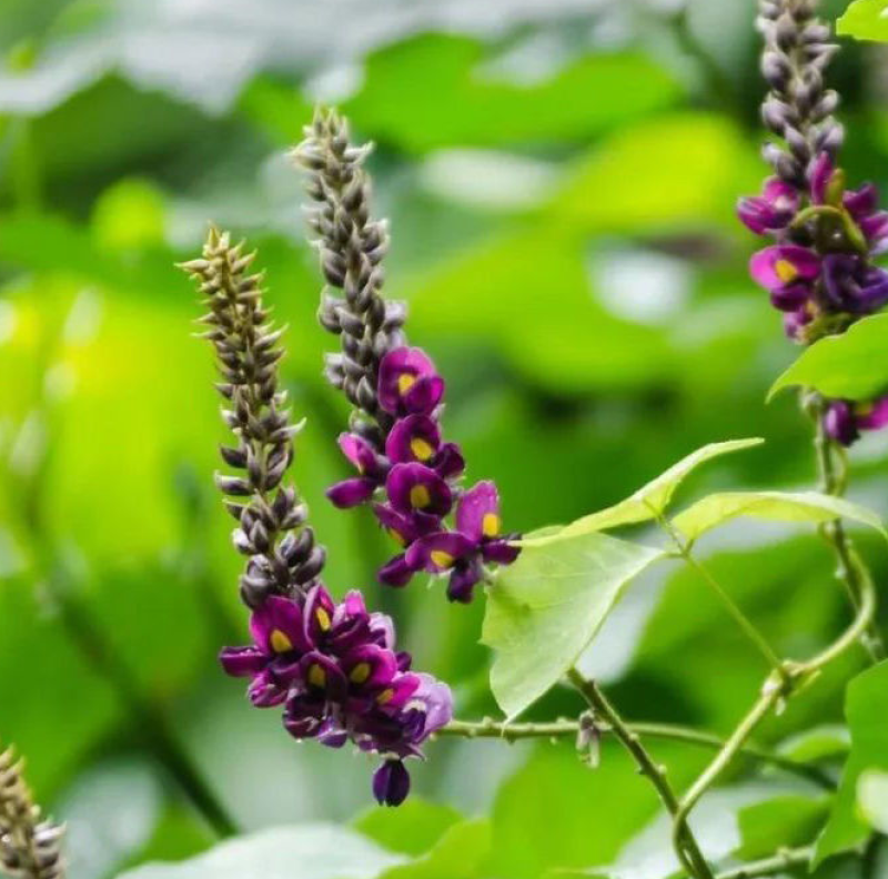 葛藤护坡种子护坡草籽百花银背藤野葛巩固沙土边坡绿化园林