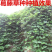 葛藤护坡种子护坡草籽百花银背藤野葛巩固沙土边坡绿化园林