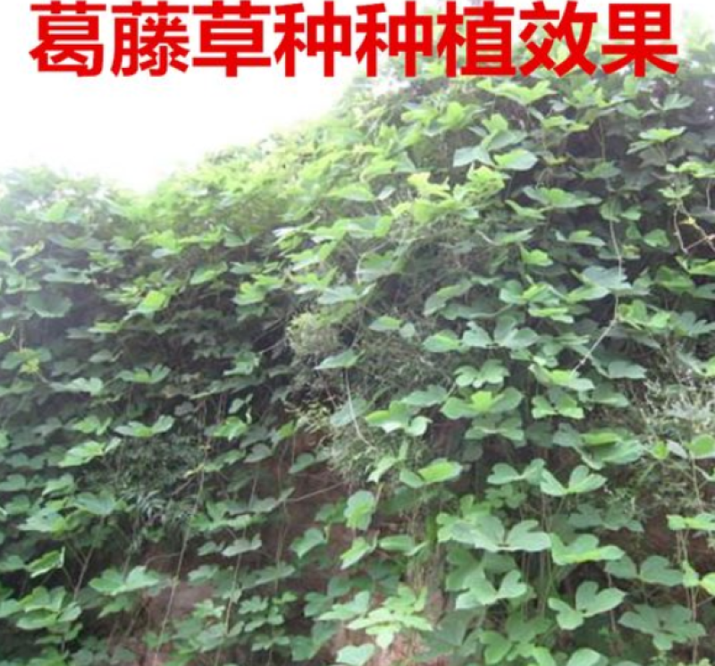 葛藤护坡种子护坡草籽百花银背藤野葛巩固沙土边坡绿化园林