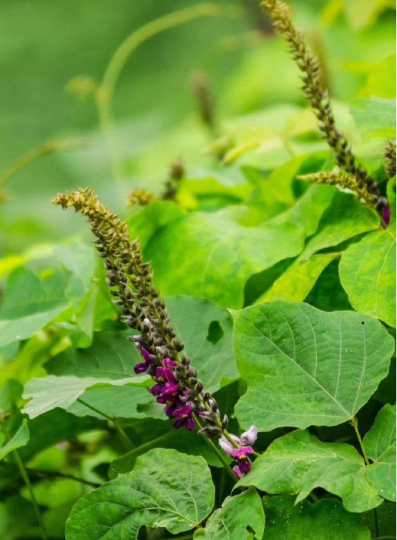 葛藤护坡种子护坡草籽百花银背藤野葛巩固沙土边坡绿化园林