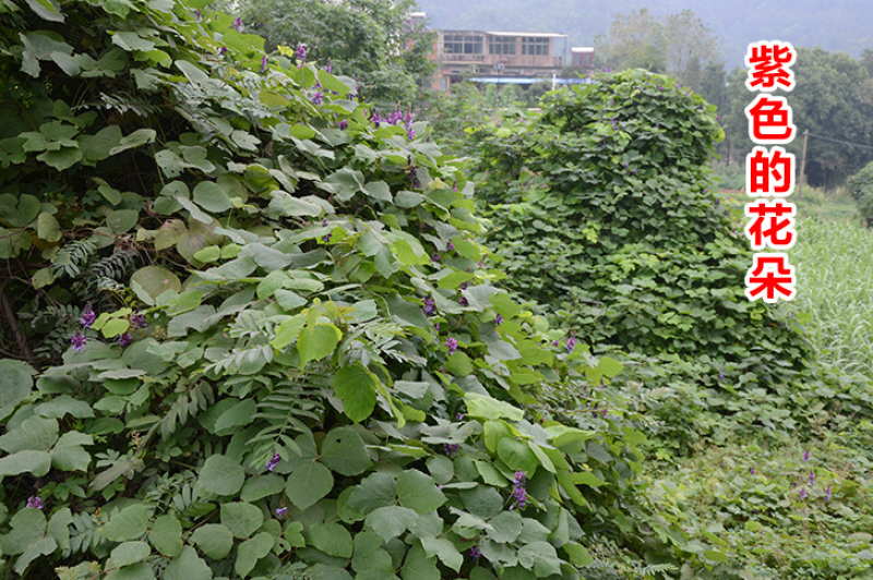 葛藤护坡种子护坡草籽百花银背藤野葛巩固沙土边坡绿化园林