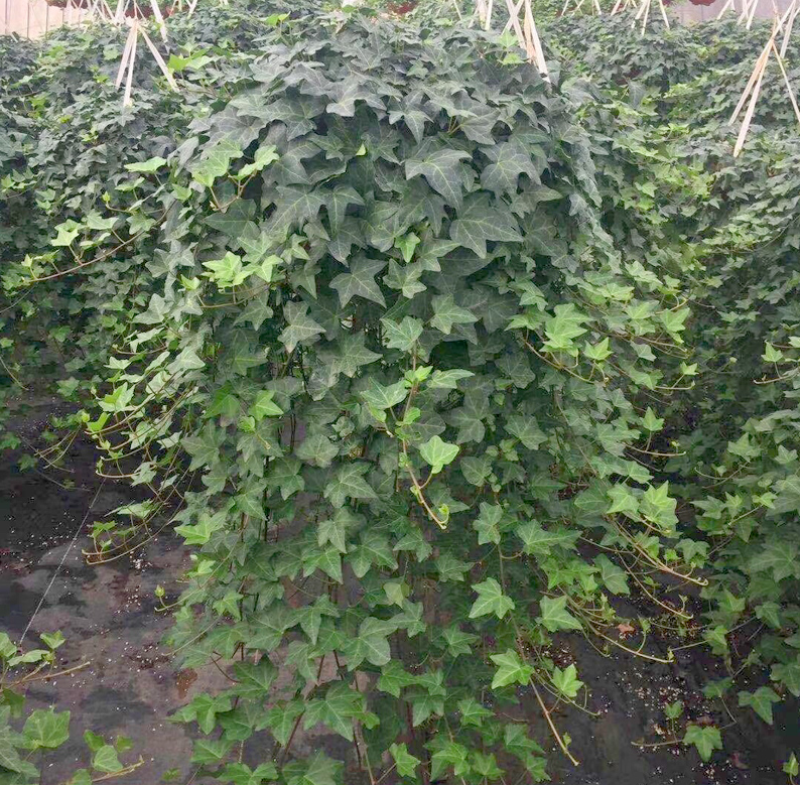 葛藤护坡种子护坡草籽百花银背藤野葛巩固沙土边坡绿化园林