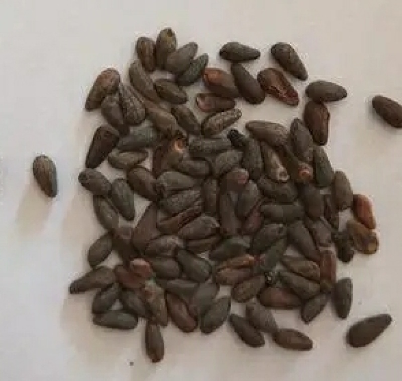 羽叶莺萝种子围墙围栏庭院爬藤花卉种子四季易种