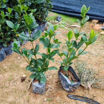 大叶栀子花栀子花高25-30福建漳州苗木基地