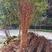 水杉苗，水杉树苗，1～3年苗，苗高60-3米
