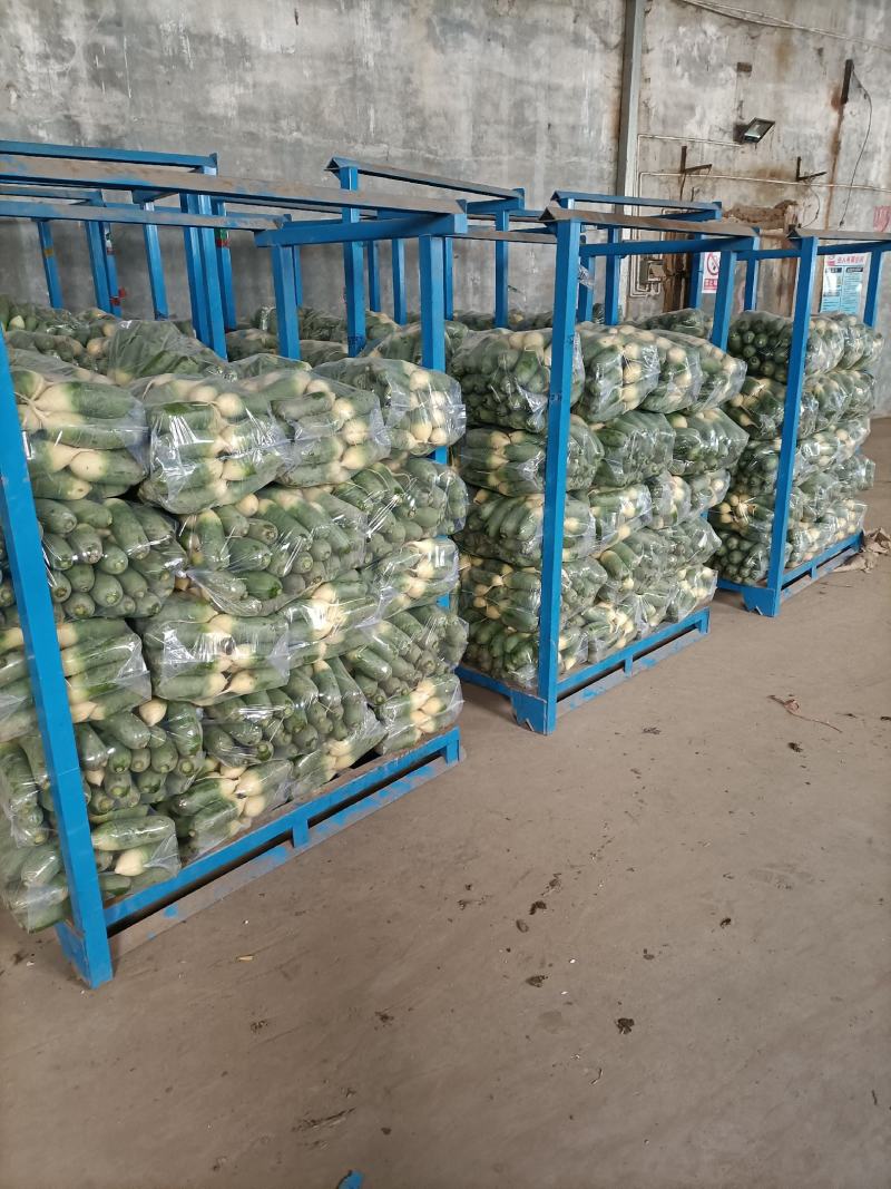 万亩水果萝卜青萝卜潍县萝卜大量开拔不辣甘甜免费小工