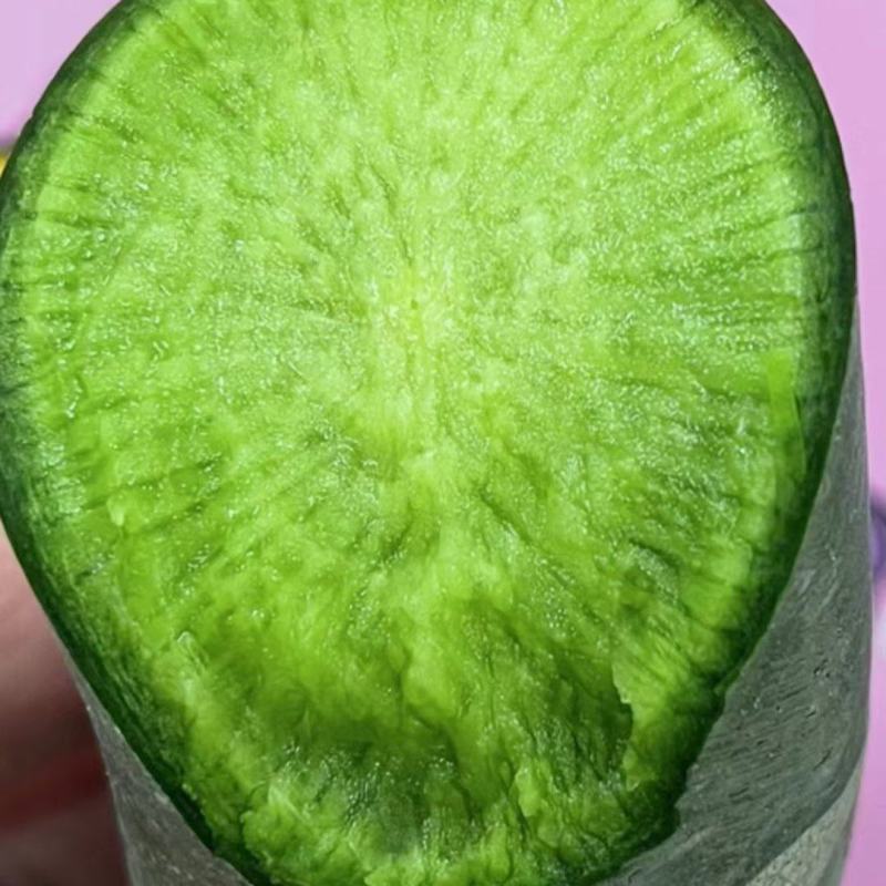 万亩水果萝卜青萝卜潍县萝卜大量开拔不辣甘甜免费小工