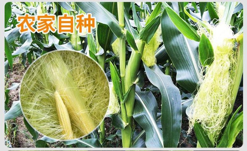 广东现摘新鲜水果玉米脆甜玉米棒香甜脆玉米棒食材包邮。