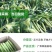 广东现摘新鲜水果玉米脆甜玉米棒香甜脆玉米棒食材包邮。