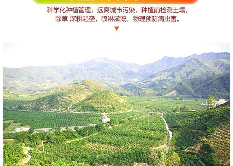 广东现摘新鲜水果玉米脆甜玉米棒香甜脆玉米棒食材包邮。