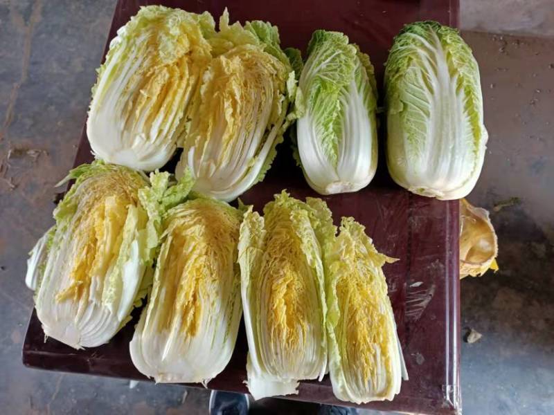 河南精品娃娃菜，产地新鲜采摘，鲜嫩，量大从优，欢迎咨询联系