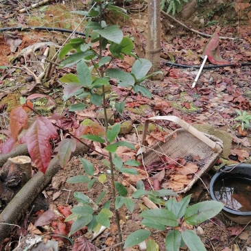 精品中药材半边枫苗，基地直供，观赏药用价值高，适合山上