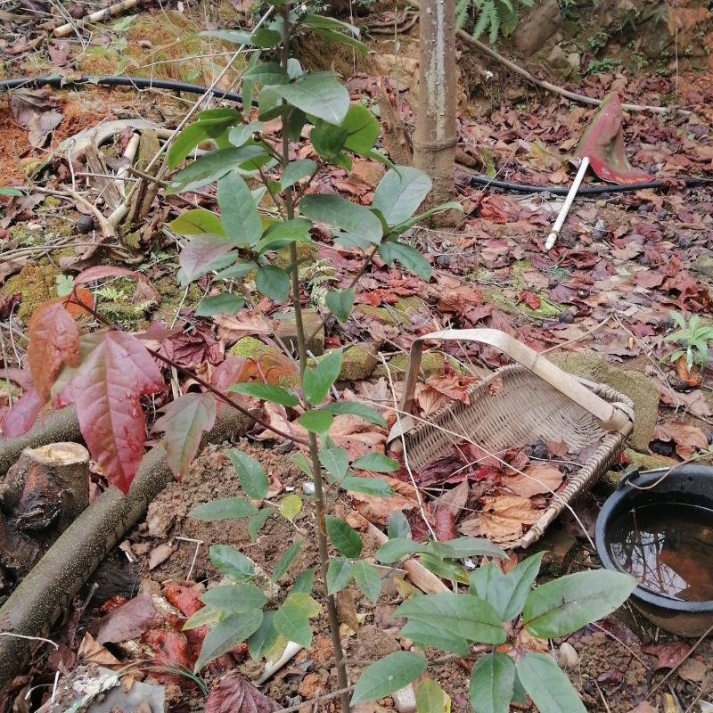 精品中药材半边枫苗，基地直供，观赏药用价值高，适合山上