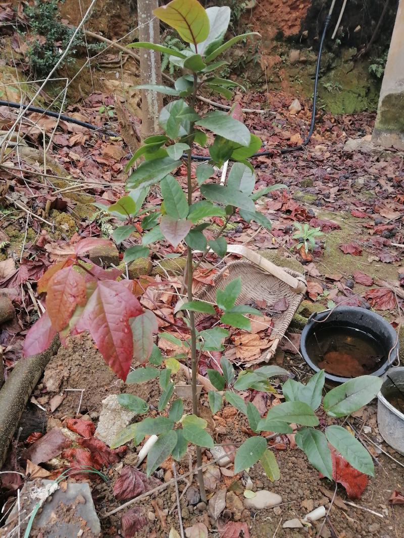 精品中药材半边枫苗，基地直供，观赏药用价值高，适合山上
