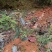 精品中药材半边枫苗，基地直供，观赏药用价值高，适合山上